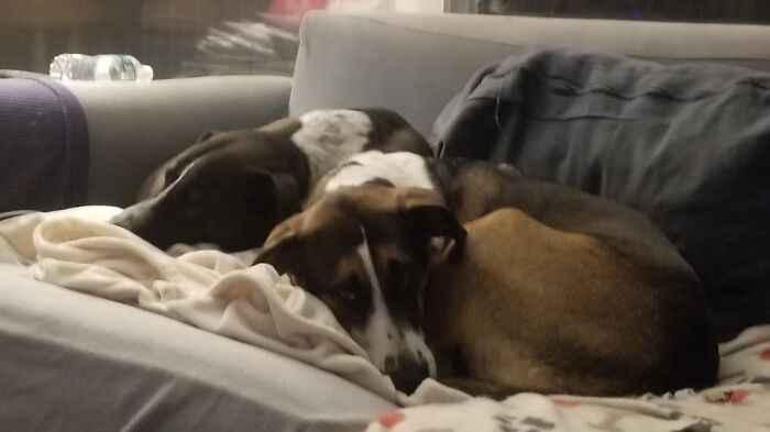 Hey Pandas, Post A Picture Of Your Pet Sleeping (Closed) Hey Pandas, Post A Picture Of Your Pet Sleeping (Closed)