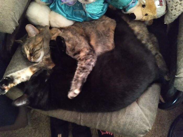 Hey Pandas, Post A Picture Of Your Pet Sleeping (Closed) Hey Pandas, Post A Picture Of Your Pet Sleeping (Closed)