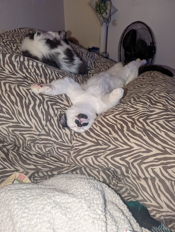 Hey Pandas, Post A Picture Of Your Pet Sleeping (Closed) Hey Pandas, Post A Picture Of Your Pet Sleeping (Closed)