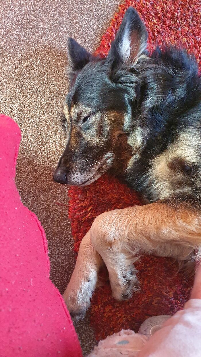 Hey Pandas, Post A Picture Of Your Pet Sleeping (Closed) Hey Pandas, Post A Picture Of Your Pet Sleeping (Closed)