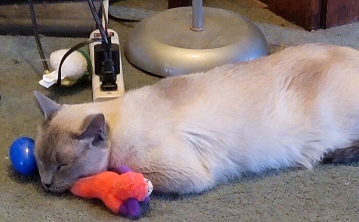 Hey Pandas, Post A Picture Of Your Pet Sleeping (Closed) Hey Pandas, Post A Picture Of Your Pet Sleeping (Closed)