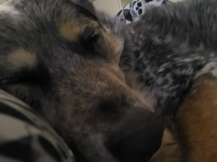 Hey Pandas, Post A Picture Of Your Pet Sleeping (Closed) Hey Pandas, Post A Picture Of Your Pet Sleeping (Closed)