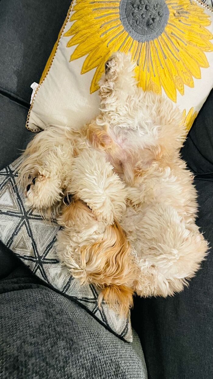 Hey Pandas, Post A Picture Of Your Pet Sleeping (Closed) Hey Pandas, Post A Picture Of Your Pet Sleeping (Closed)