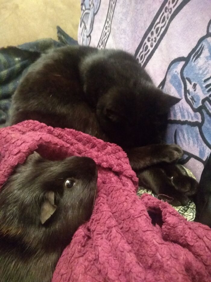 Hey Pandas, Post A Picture Of Your Pet Sleeping (Closed) Hey Pandas, Post A Picture Of Your Pet Sleeping (Closed)