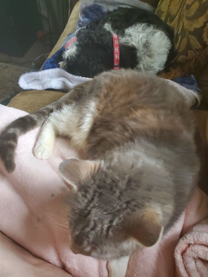 Hey Pandas, Post A Picture Of Your Pet Sleeping (Closed) Hey Pandas, Post A Picture Of Your Pet Sleeping (Closed)