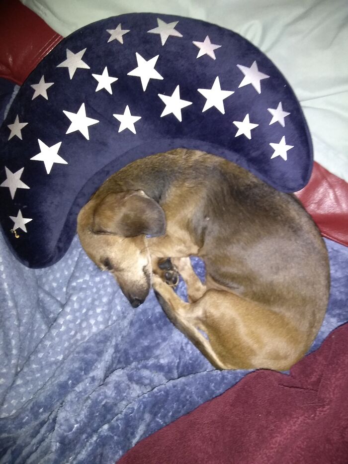 Hey Pandas, Post A Picture Of Your Pet Sleeping (Closed) Hey Pandas, Post A Picture Of Your Pet Sleeping (Closed)