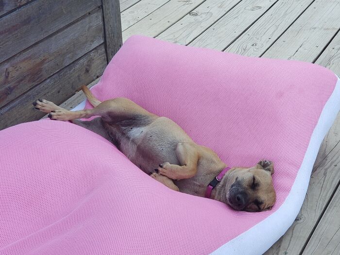 Hey Pandas, Post A Picture Of Your Pet Sleeping (Closed) Hey Pandas, Post A Picture Of Your Pet Sleeping (Closed)