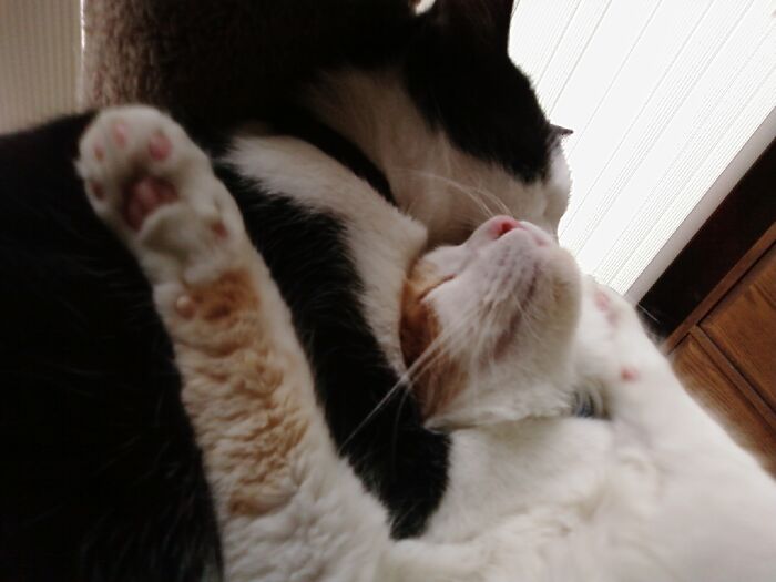 Hey Pandas, Post A Picture Of Your Pet Sleeping (Closed) Hey Pandas, Post A Picture Of Your Pet Sleeping (Closed)