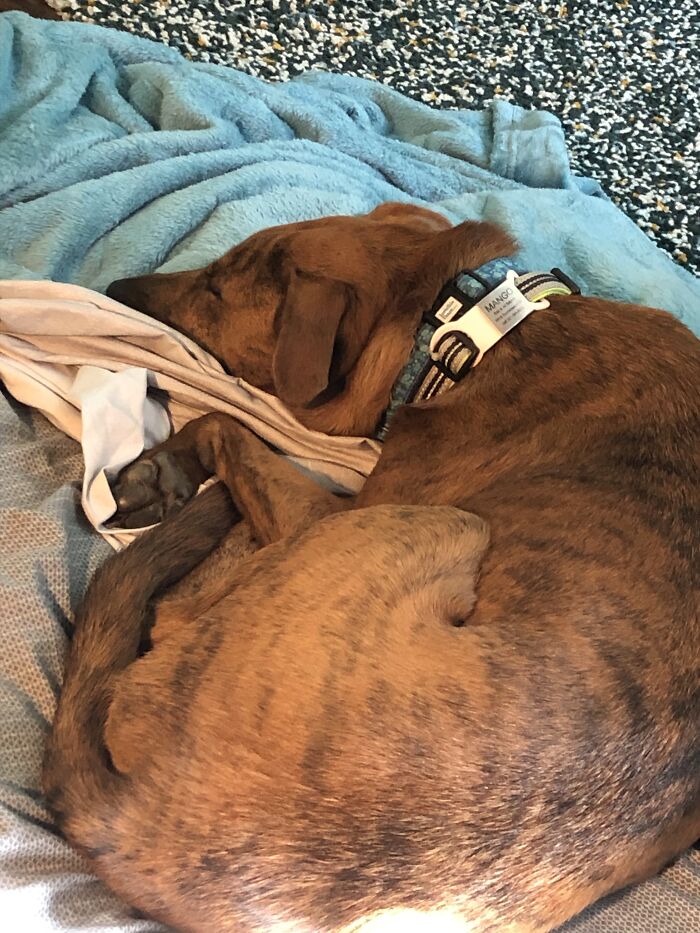 Hey Pandas, Post A Picture Of Your Pet Sleeping (Closed) Hey Pandas, Post A Picture Of Your Pet Sleeping (Closed)