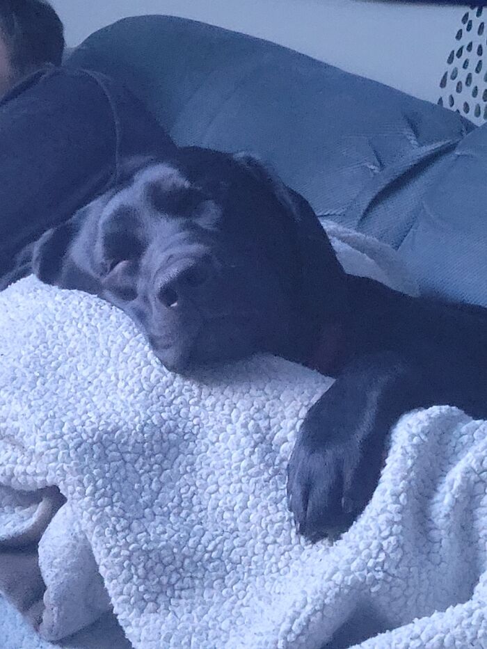 Hey Pandas, Post A Picture Of Your Pet Sleeping (Closed) Hey Pandas, Post A Picture Of Your Pet Sleeping (Closed)