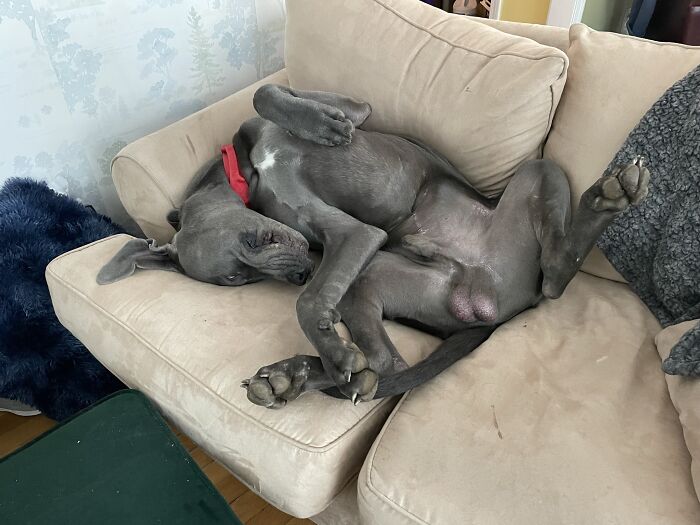 Hey Pandas, Post A Picture Of Your Pet Sleeping (Closed) Hey Pandas, Post A Picture Of Your Pet Sleeping (Closed)