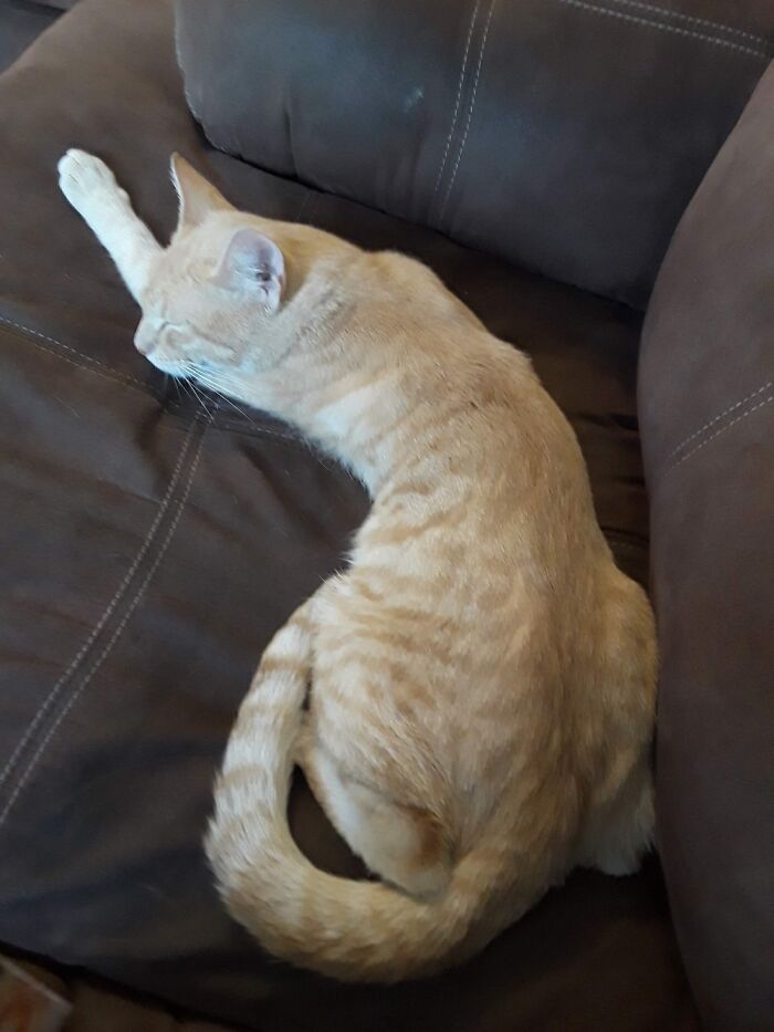 Hey Pandas, Post A Picture Of Your Pet Sleeping (Closed) Hey Pandas, Post A Picture Of Your Pet Sleeping (Closed)