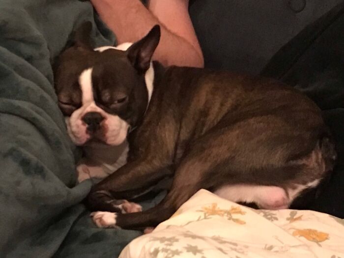 Hey Pandas, Post A Picture Of Your Pet Sleeping (Closed) Hey Pandas, Post A Picture Of Your Pet Sleeping (Closed)