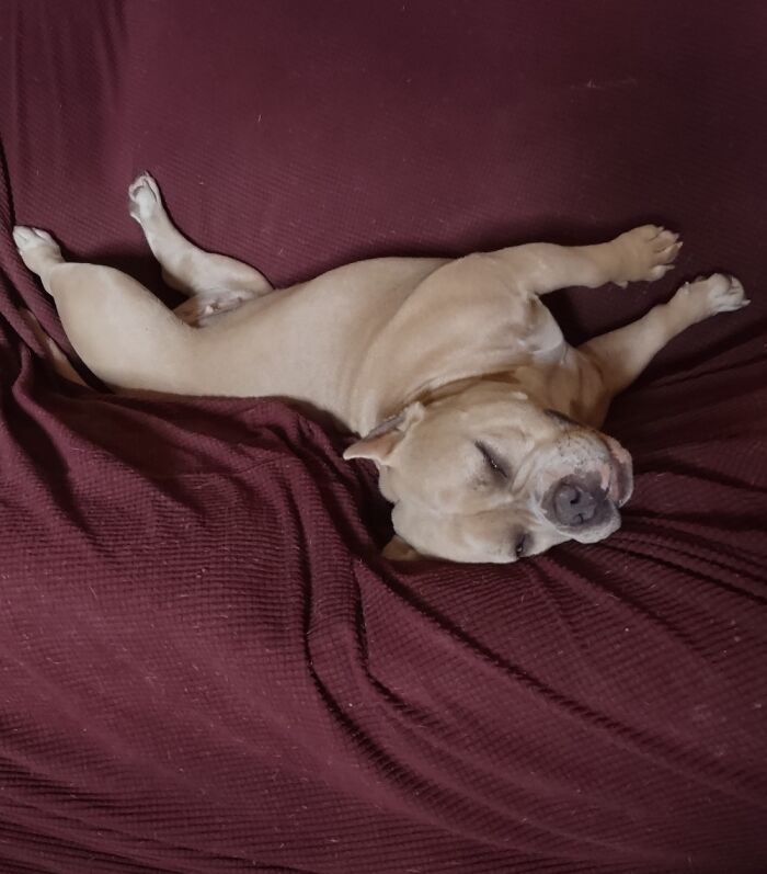 Hey Pandas, Post A Picture Of Your Pet Sleeping (Closed) Hey Pandas, Post A Picture Of Your Pet Sleeping (Closed)