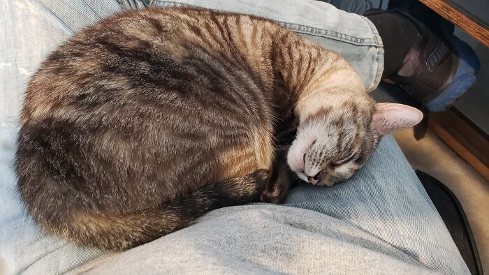 Hey Pandas, Post A Picture Of Your Pet Sleeping (Closed) Hey Pandas, Post A Picture Of Your Pet Sleeping (Closed)