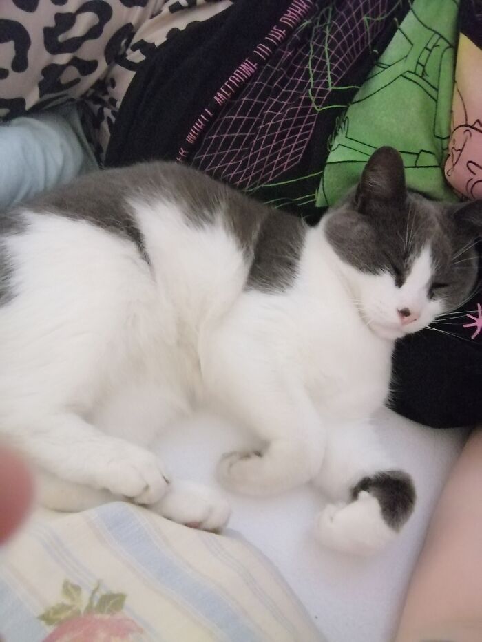 Hey Pandas, Post A Picture Of Your Pet Sleeping (Closed) Hey Pandas, Post A Picture Of Your Pet Sleeping (Closed)