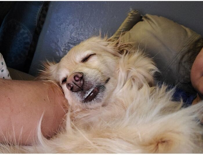 Hey Pandas, Post A Picture Of Your Pet Sleeping (Closed) Hey Pandas, Post A Picture Of Your Pet Sleeping (Closed)