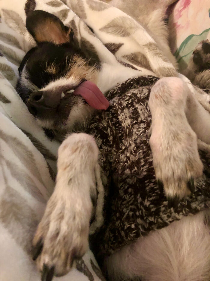 Hey Pandas, Post A Picture Of Your Pet Sleeping (Closed) Hey Pandas, Post A Picture Of Your Pet Sleeping (Closed)