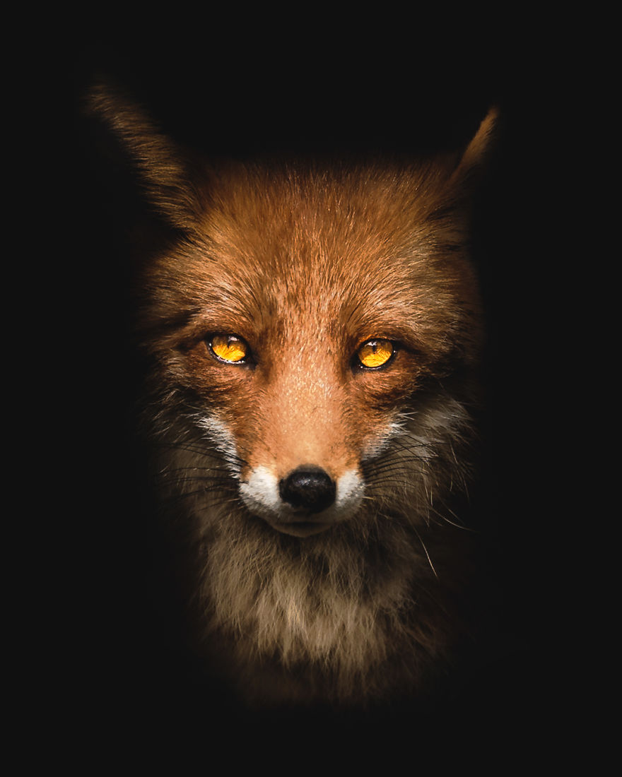 I Tried To Make My Way To Get To Red Foxes And I Finally Earned Their Trust To Photograph Them Up Close (30 Pics) I Tried To Make My Way To Get To Red Foxes And I Finally Earned Their Trust To Photograph Them Up Close (30 Pics)