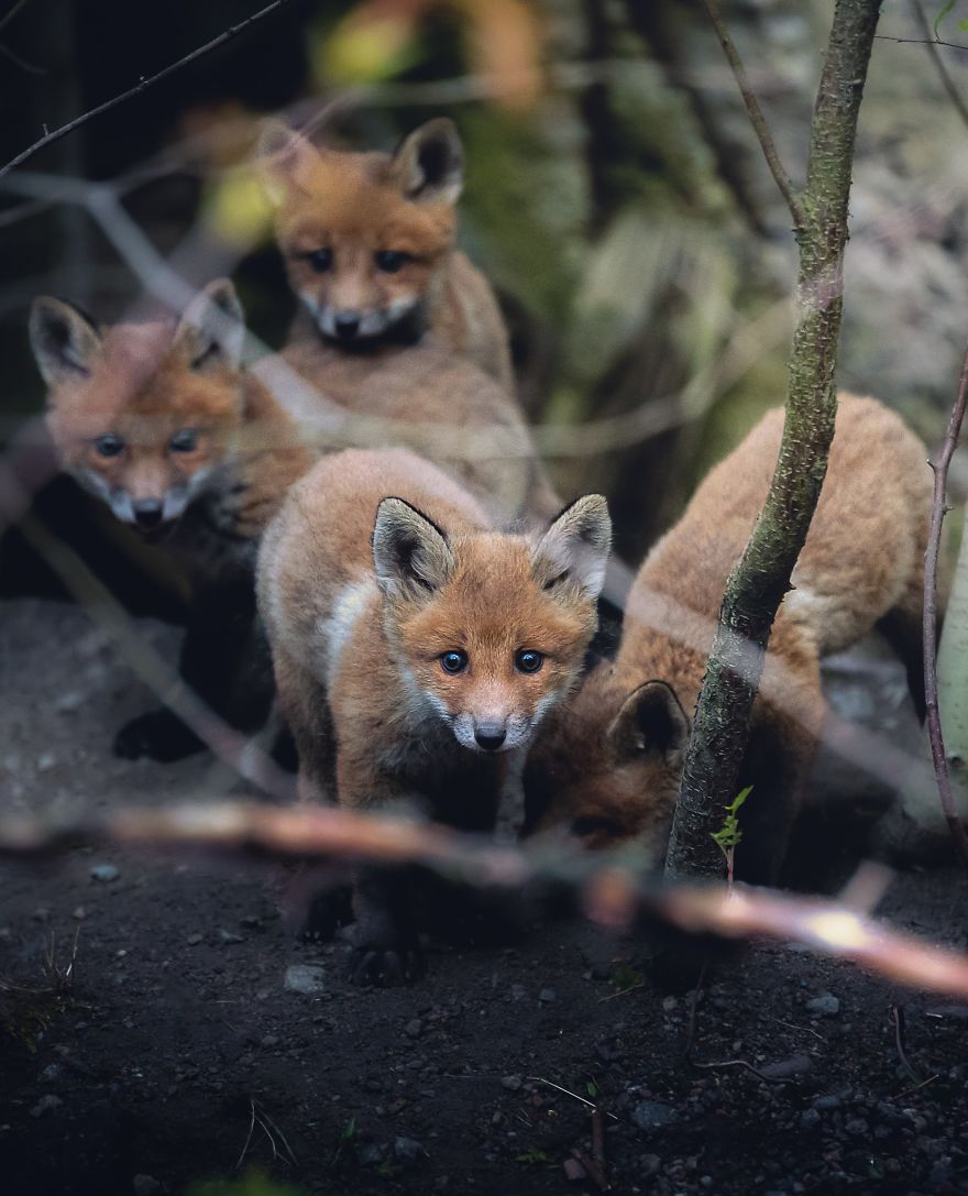 I Tried To Make My Way To Get To Red Foxes And I Finally Earned Their Trust To Photograph Them Up Close (30 Pics) I Tried To Make My Way To Get To Red Foxes And I Finally Earned Their Trust To Photograph Them Up Close (30 Pics)