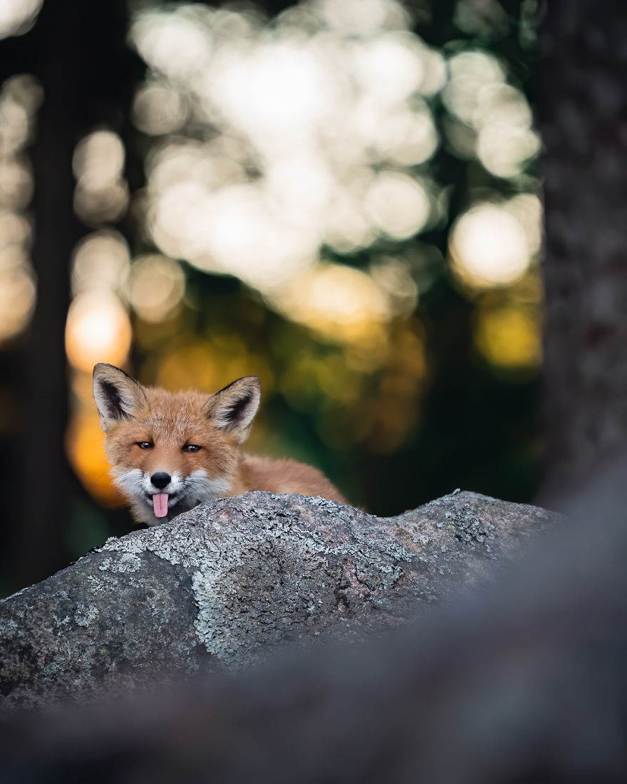 I Tried To Make My Way To Get To Red Foxes And I Finally Earned Their Trust To Photograph Them Up Close (30 Pics) I Tried To Make My Way To Get To Red Foxes And I Finally Earned Their Trust To Photograph Them Up Close (30 Pics)