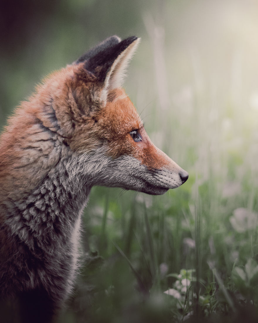 I Tried To Make My Way To Get To Red Foxes And I Finally Earned Their Trust To Photograph Them Up Close (30 Pics) I Tried To Make My Way To Get To Red Foxes And I Finally Earned Their Trust To Photograph Them Up Close (30 Pics)
