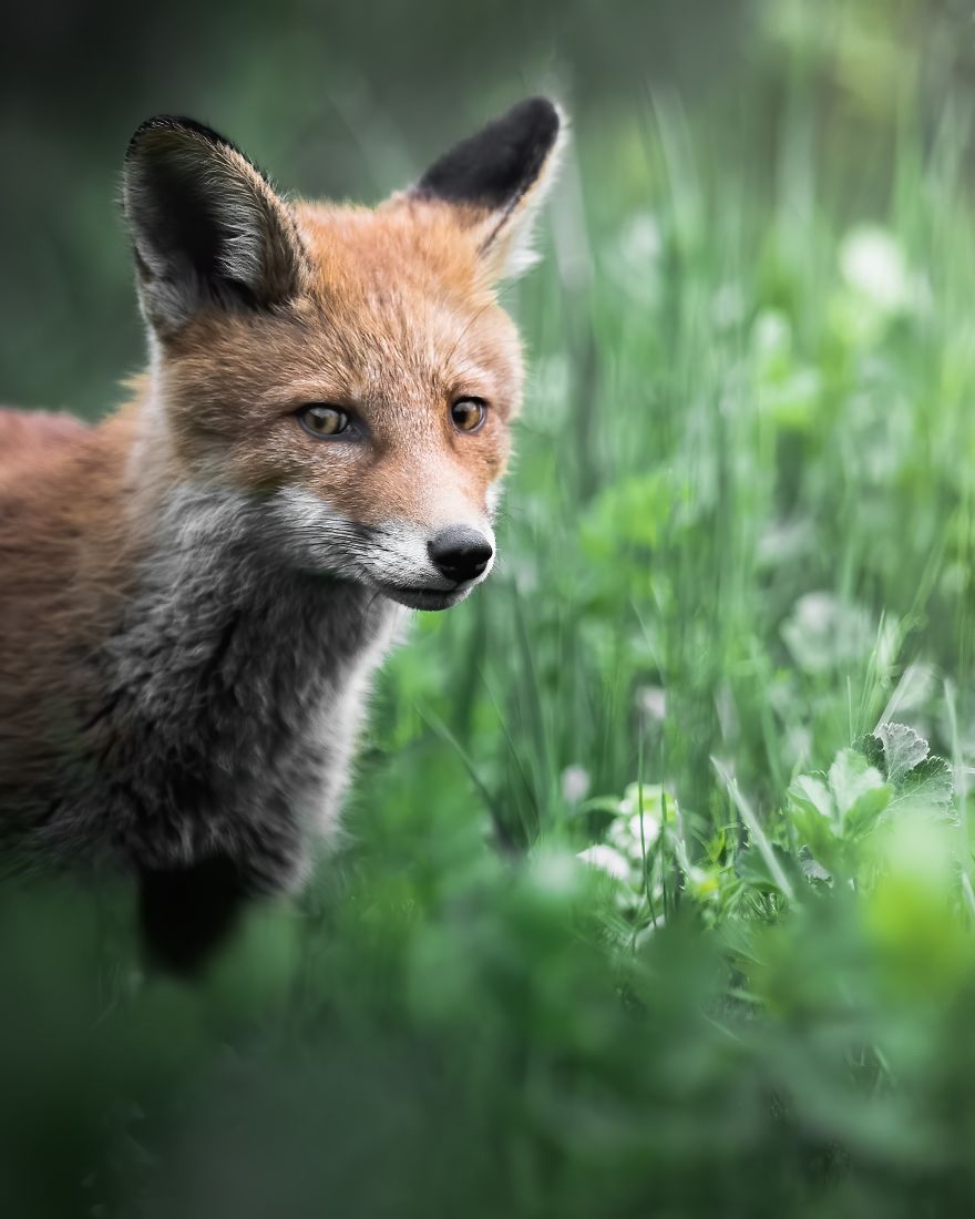I Tried To Make My Way To Get To Red Foxes And I Finally Earned Their Trust To Photograph Them Up Close (30 Pics) I Tried To Make My Way To Get To Red Foxes And I Finally Earned Their Trust To Photograph Them Up Close (30 Pics)