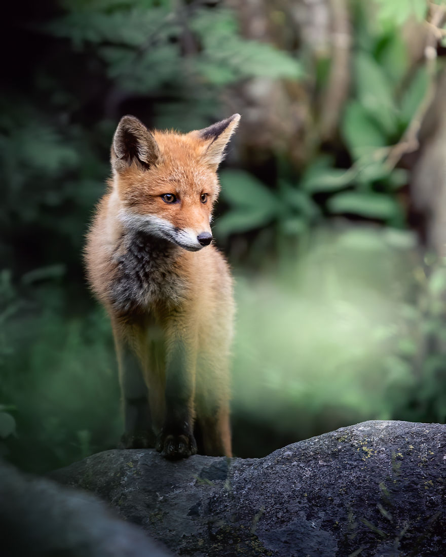 I Tried To Make My Way To Get To Red Foxes And I Finally Earned Their Trust To Photograph Them Up Close (30 Pics) I Tried To Make My Way To Get To Red Foxes And I Finally Earned Their Trust To Photograph Them Up Close (30 Pics)