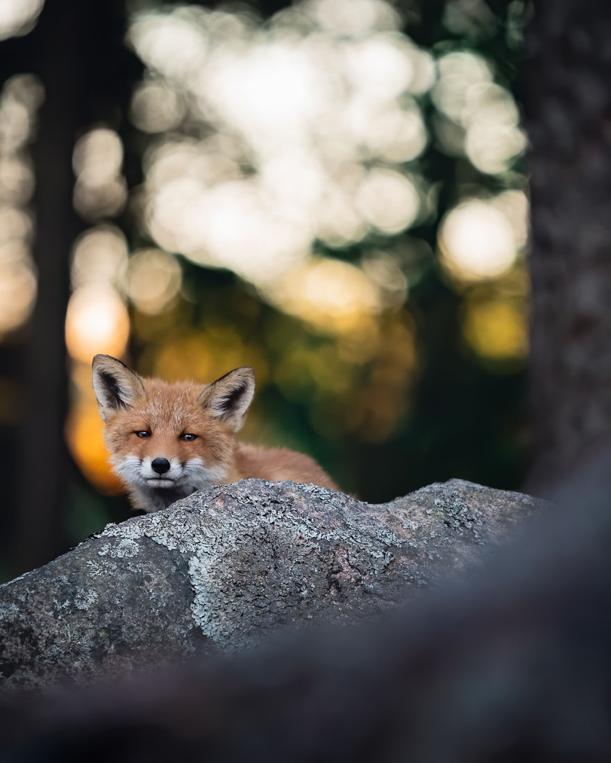 I Tried To Make My Way To Get To Red Foxes And I Finally Earned Their Trust To Photograph Them Up Close (30 Pics) I Tried To Make My Way To Get To Red Foxes And I Finally Earned Their Trust To Photograph Them Up Close (30 Pics)