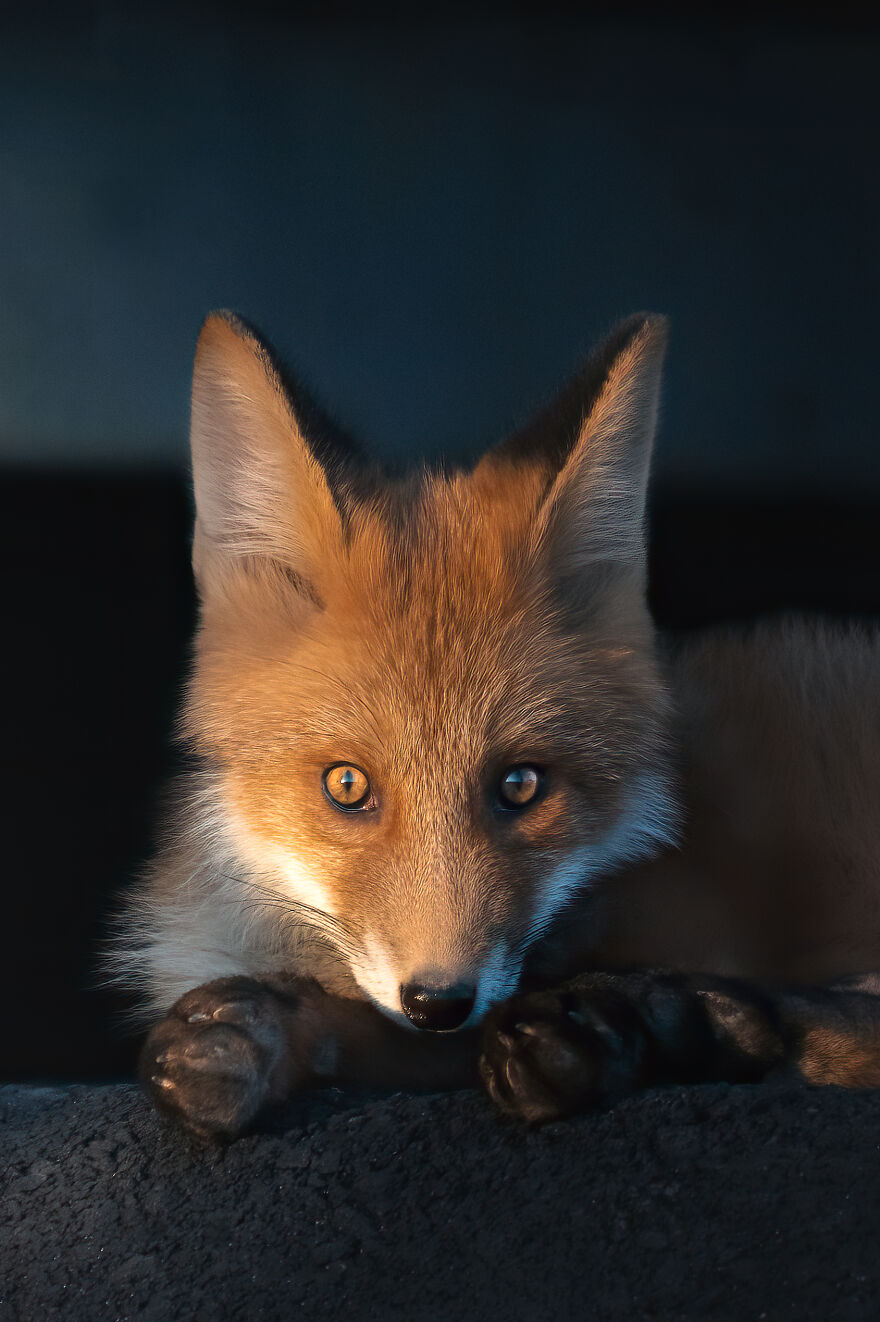 I Tried To Make My Way To Get To Red Foxes And I Finally Earned Their Trust To Photograph Them Up Close (30 Pics) I Tried To Make My Way To Get To Red Foxes And I Finally Earned Their Trust To Photograph Them Up Close (30 Pics)