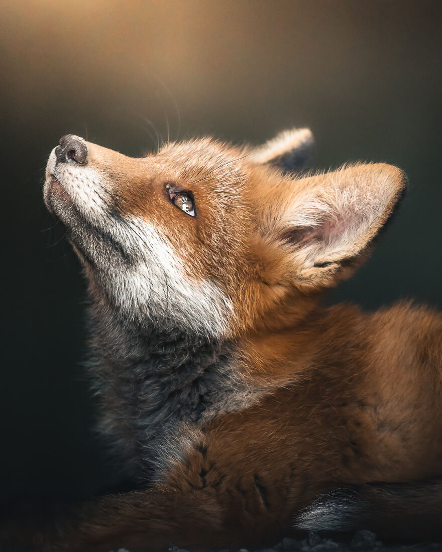 I Tried To Make My Way To Get To Red Foxes And I Finally Earned Their Trust To Photograph Them Up Close (30 Pics) I Tried To Make My Way To Get To Red Foxes And I Finally Earned Their Trust To Photograph Them Up Close (30 Pics)