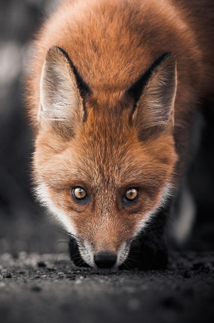 I Tried To Make My Way To Get To Red Foxes And I Finally Earned Their Trust To Photograph Them Up Close (30 Pics) I Tried To Make My Way To Get To Red Foxes And I Finally Earned Their Trust To Photograph Them Up Close (30 Pics)