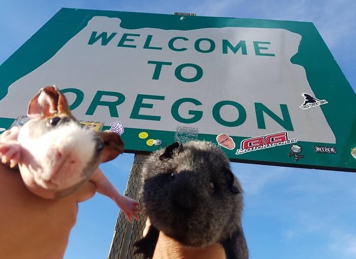 The Many Adventures Of Two Guinea Pigs And A Rabbit (10 Pics) The Many Adventures Of Two Guinea Pigs And A Rabbit (10 Pics)