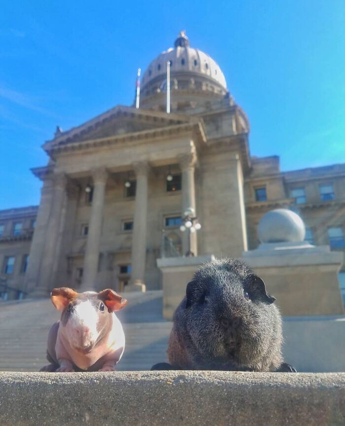 The Many Adventures Of Two Guinea Pigs And A Rabbit (10 Pics)