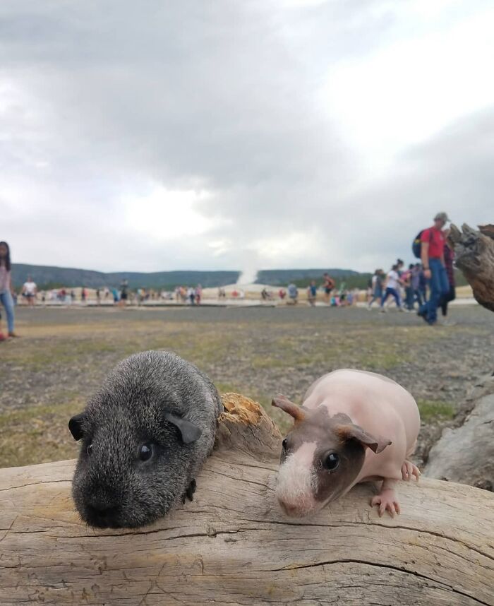 The Many Adventures Of Two Guinea Pigs And A Rabbit (10 Pics)
