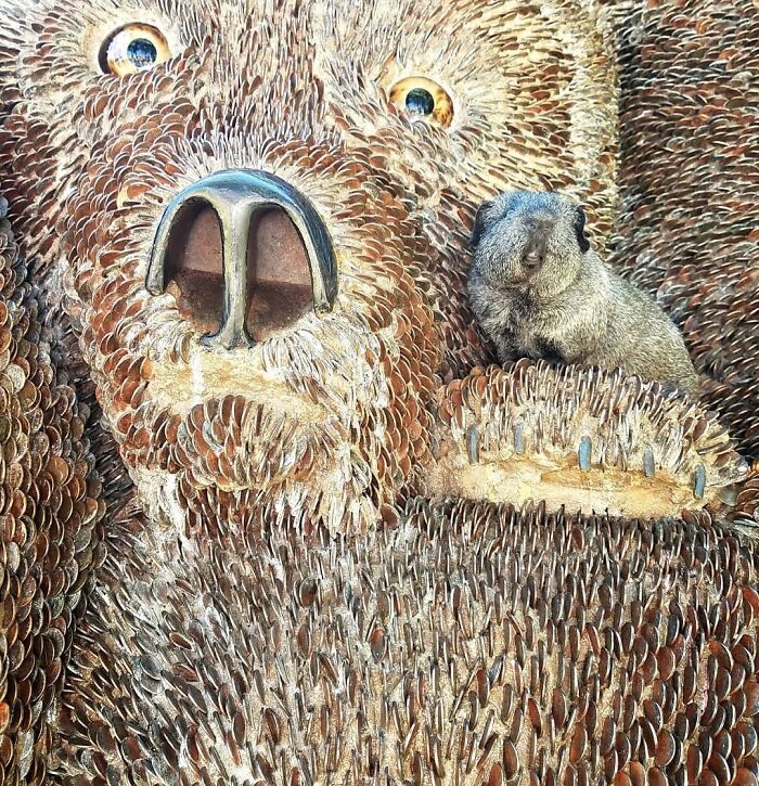 The Many Adventures Of Two Guinea Pigs And A Rabbit (10 Pics)