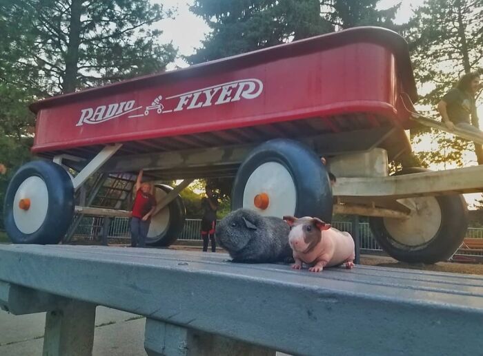 The Many Adventures Of Two Guinea Pigs And A Rabbit (10 Pics)