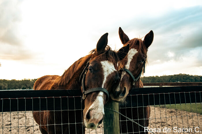 I Took These Pictures Of Horses On A Ranch In Florida (5 Pics) I Took These Pictures Of Horses On A Ranch In Florida (5 Pics)