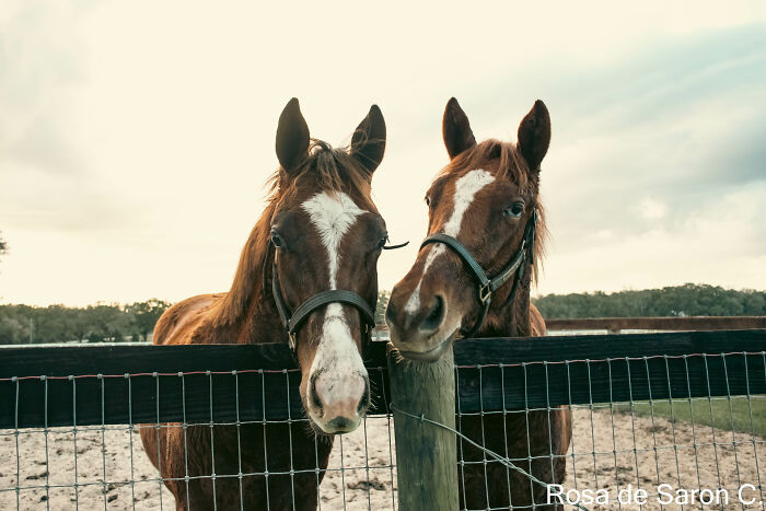 I Took These Pictures Of Horses On A Ranch In Florida (5 Pics) I Took These Pictures Of Horses On A Ranch In Florida (5 Pics)