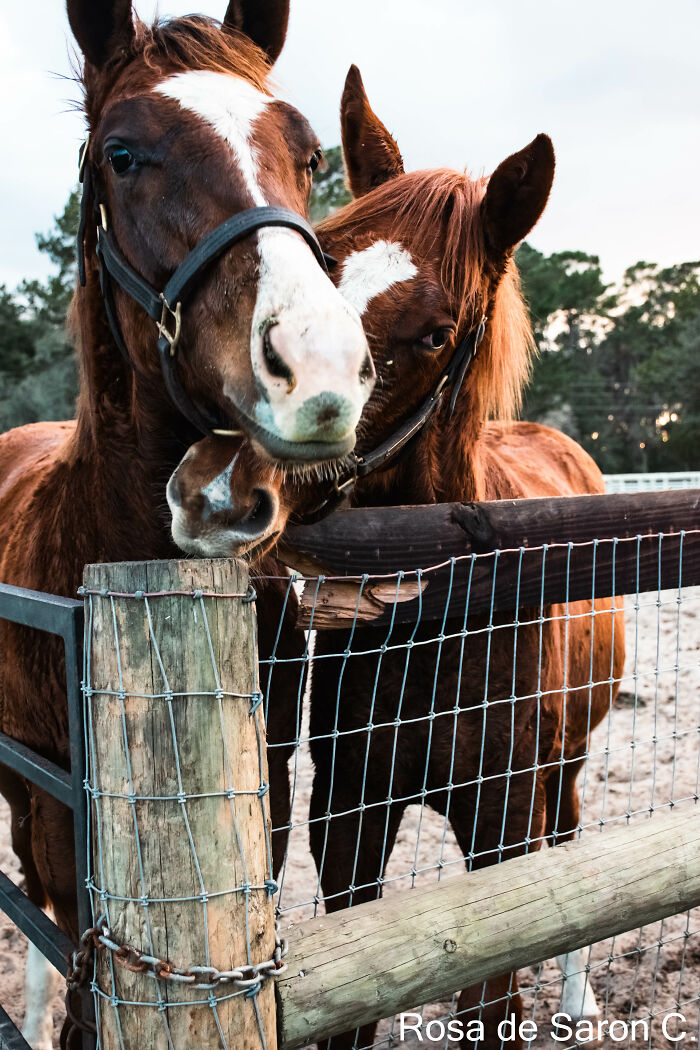 I Took These Pictures Of Horses On A Ranch In Florida (5 Pics) I Took These Pictures Of Horses On A Ranch In Florida (5 Pics)