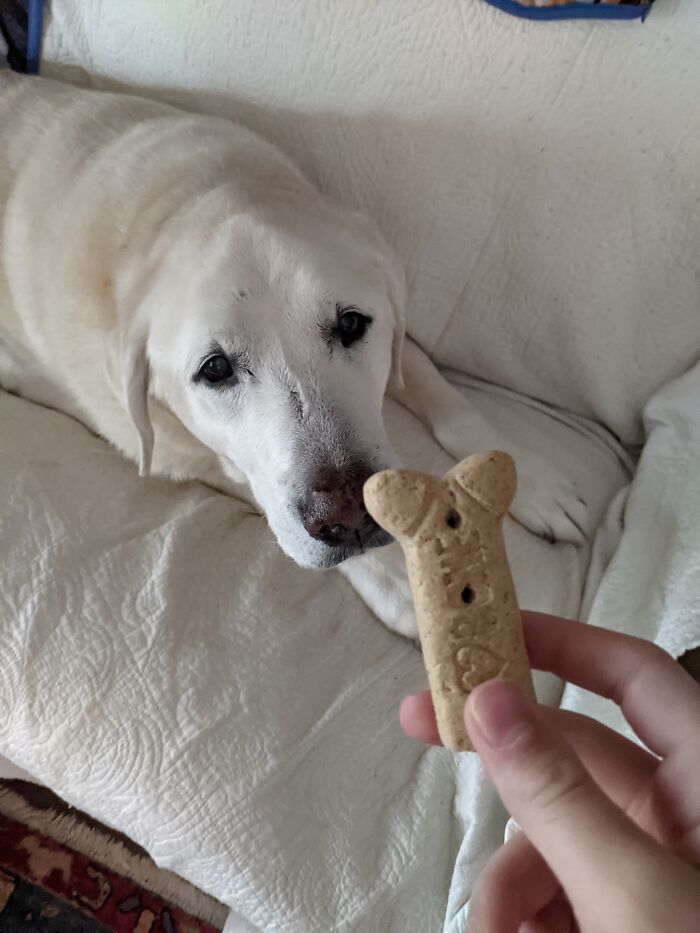 Hey Pandas, Offer Your Dog A Treat And Take A Picture Of Their Reaction (Closed) Hey Pandas, Offer Your Dog A Treat And Take A Picture Of Their Reaction (Closed)