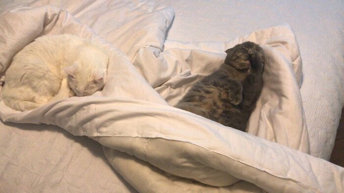 Hey Pandas, Since It’s National Cat Day In Japan, Post Your Cat Pictures (Closed) Hey Pandas, Since It’s National Cat Day In Japan, Post Your Cat Pictures (Closed)