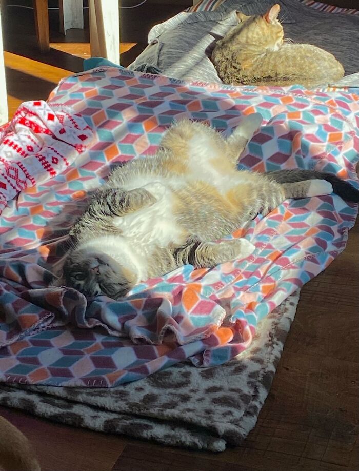 Hey Pandas, Since It’s National Cat Day In Japan, Post Your Cat Pictures (Closed) Hey Pandas, Since It’s National Cat Day In Japan, Post Your Cat Pictures (Closed)