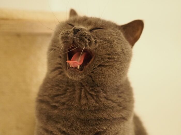 Hey Pandas, Since It’s National Cat Day In Japan, Post Your Cat Pictures (Closed) Hey Pandas, Since It’s National Cat Day In Japan, Post Your Cat Pictures (Closed)