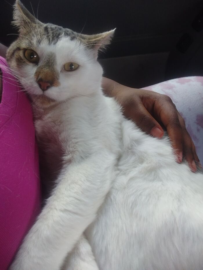 Hey Pandas, Since It’s National Cat Day In Japan, Post Your Cat Pictures (Closed) Hey Pandas, Since It’s National Cat Day In Japan, Post Your Cat Pictures (Closed)