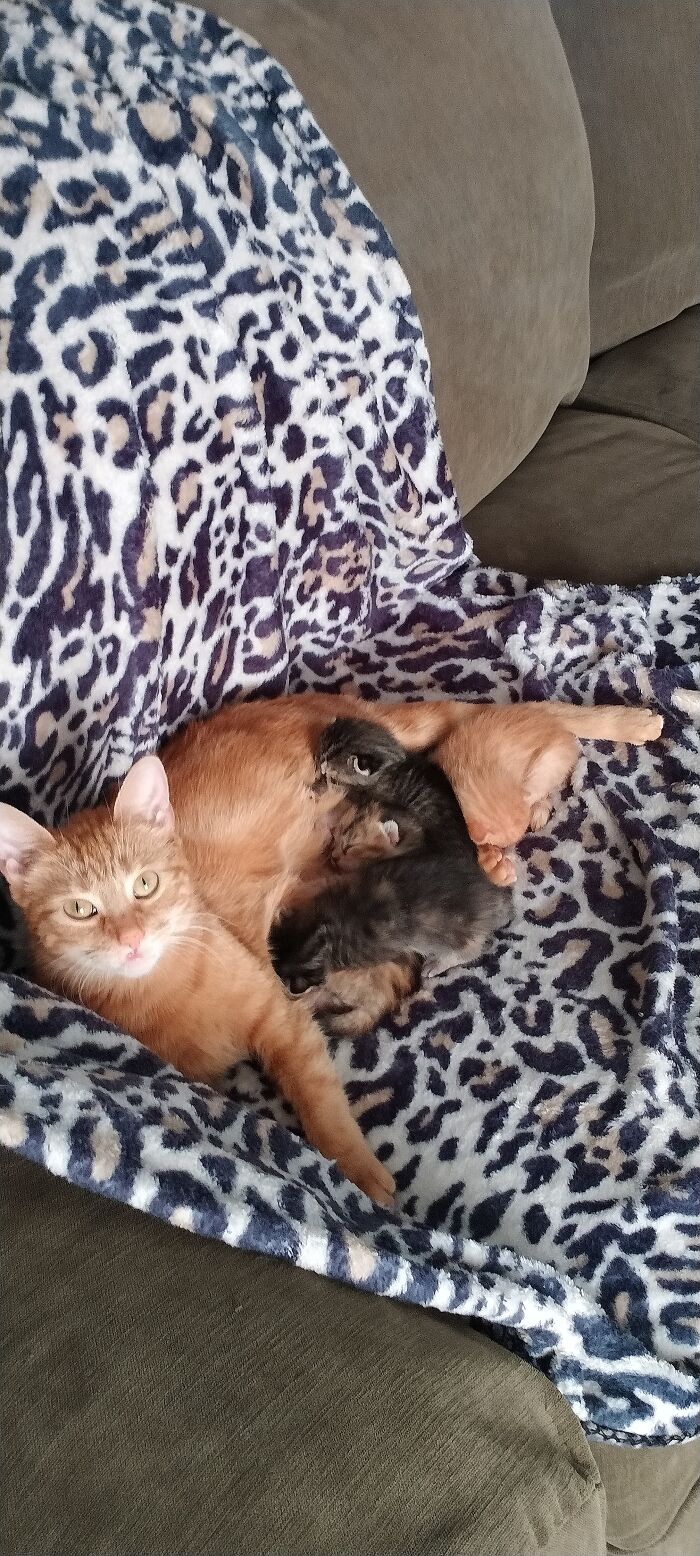 Hey Pandas, Since It’s National Cat Day In Japan, Post Your Cat Pictures (Closed) Hey Pandas, Since It’s National Cat Day In Japan, Post Your Cat Pictures (Closed)