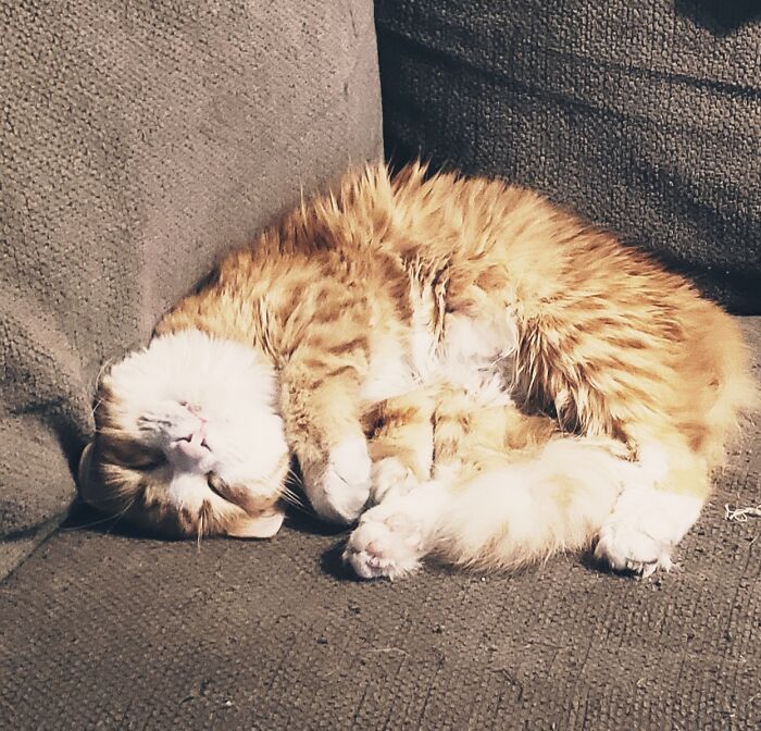 Hey Pandas, Since It’s National Cat Day In Japan, Post Your Cat Pictures (Closed) Hey Pandas, Since It’s National Cat Day In Japan, Post Your Cat Pictures (Closed)