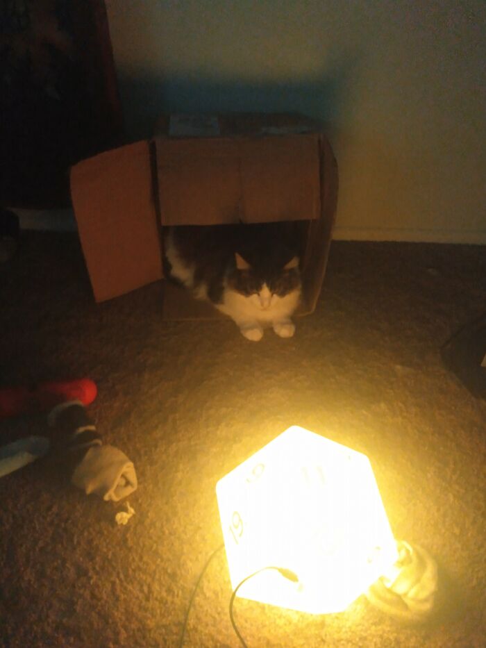 Hey Pandas, Since It’s National Cat Day In Japan, Post Your Cat Pictures (Closed) Hey Pandas, Since It’s National Cat Day In Japan, Post Your Cat Pictures (Closed)