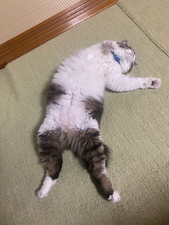 Hey Pandas, Since It’s National Cat Day In Japan, Post Your Cat Pictures (Closed) Hey Pandas, Since It’s National Cat Day In Japan, Post Your Cat Pictures (Closed)