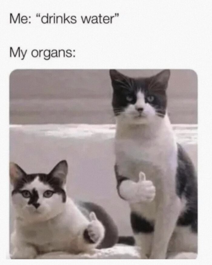 Hey Pandas, Since It’s National Cat Day In Japan, Post Your Cat Pictures (Closed) Hey Pandas, Since It’s National Cat Day In Japan, Post Your Cat Pictures (Closed)